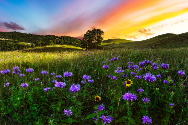 a landscape photograph of a lone tree at sunset with wildflowers in front