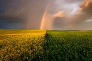 A landscape photograph of a canola field and wheat field side by side with a rainbow after a storm chase