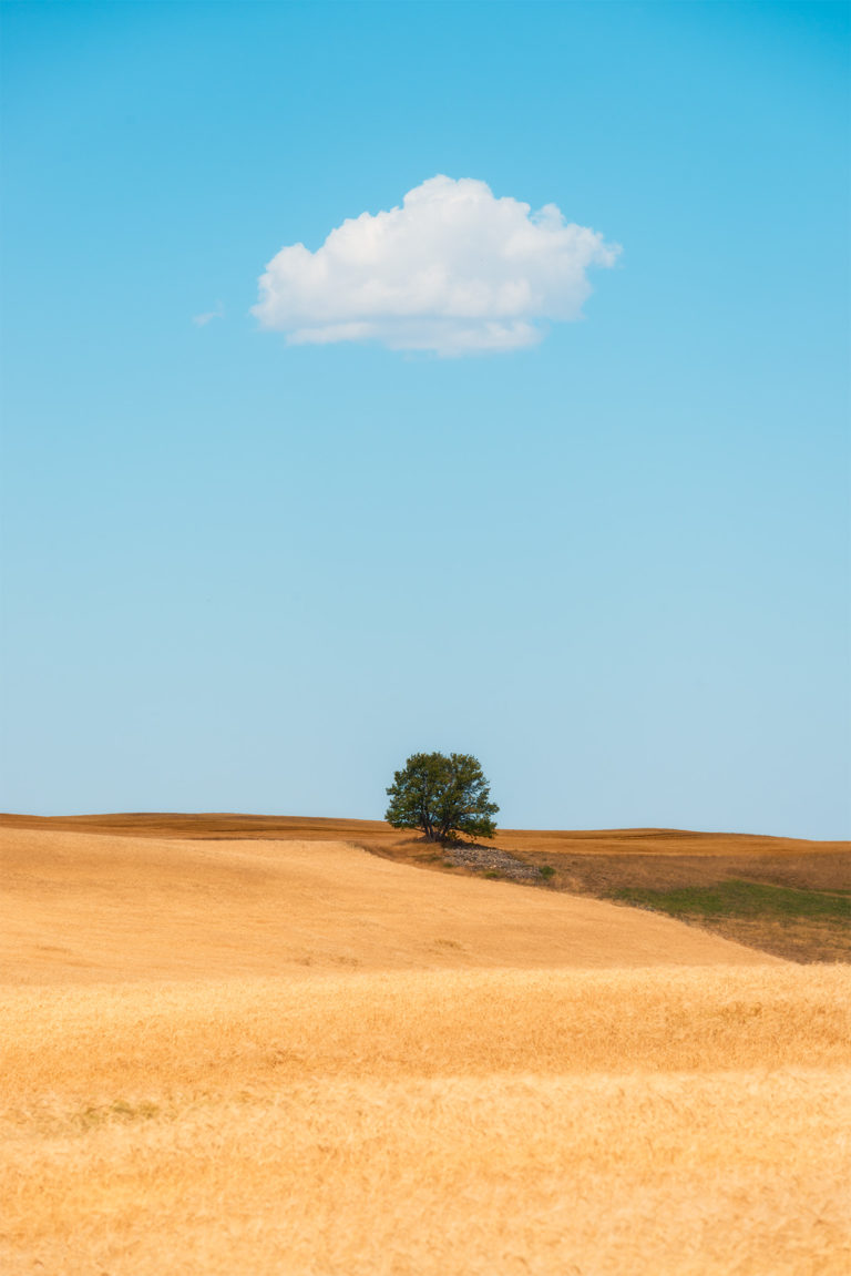 A landscape photograph of a lone tree in Saskatchewan
